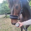 Jeuk Weg Zalf bij hoofd paard_converted