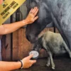 Tallow Jeuk Weg Zalf aanbrengen in stal