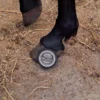straal hoefzalf bij paarden poot sta