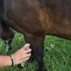 Vlooien & Teken Afweerspray – Natuurlijke Bescherming