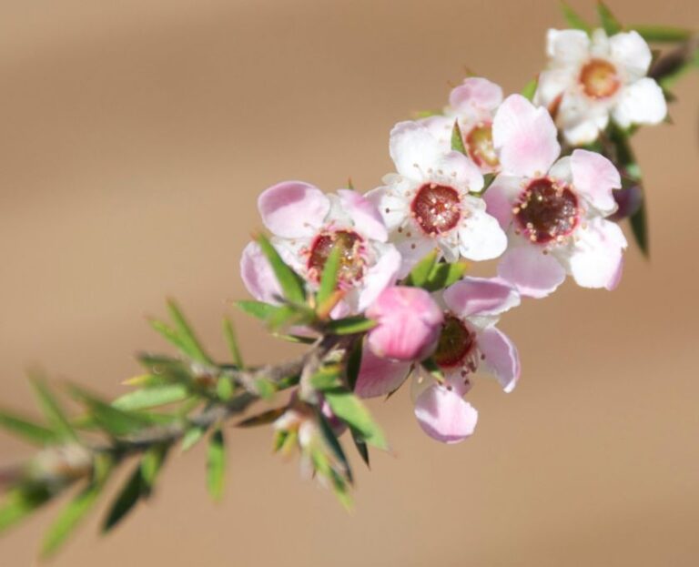 Manuka- BLOG-Eerlijck en natuurlijk