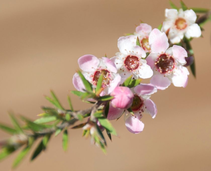 Manuka- BLOG-Eerlijck en natuurlijk
